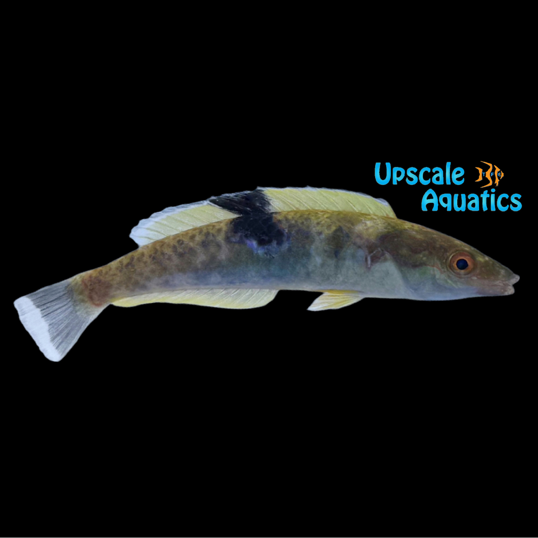 Black Patch Pencil Wrasse (Pseudojuloides mesostigma)