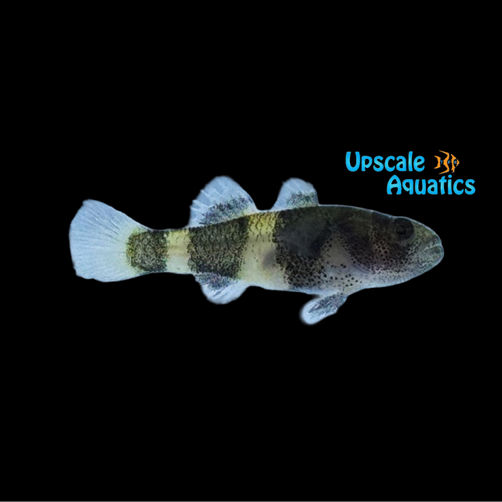 Sabanus Bumblebee Goby (Brachygobius sabanus)