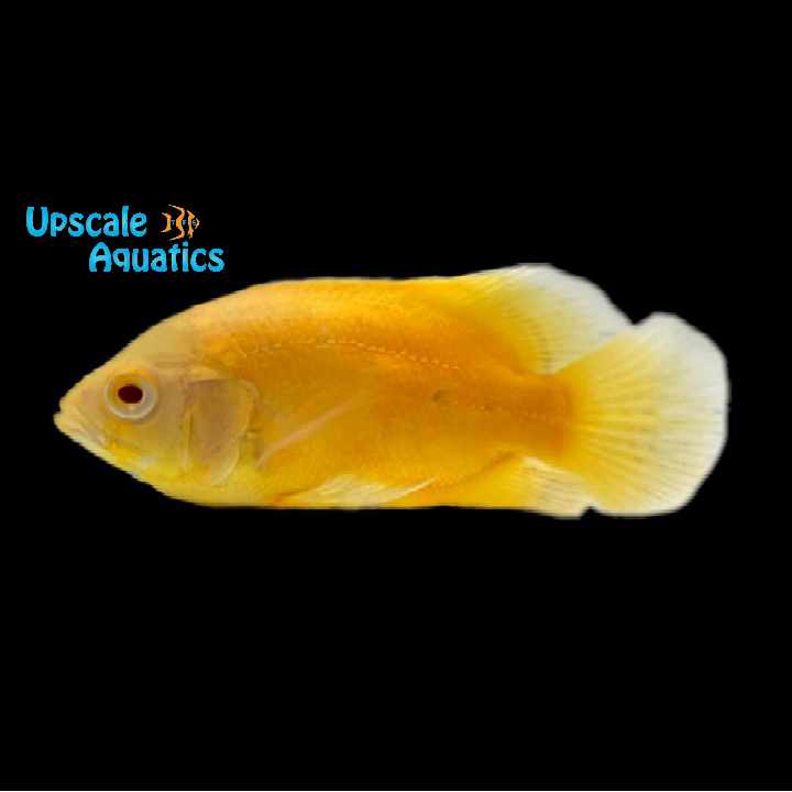 Albino Gold Oscar (Astronotus ocellatus)
