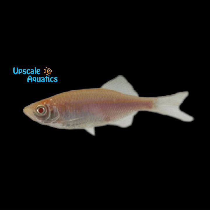 Albino Giant Danio (Devario aequipinnatus)