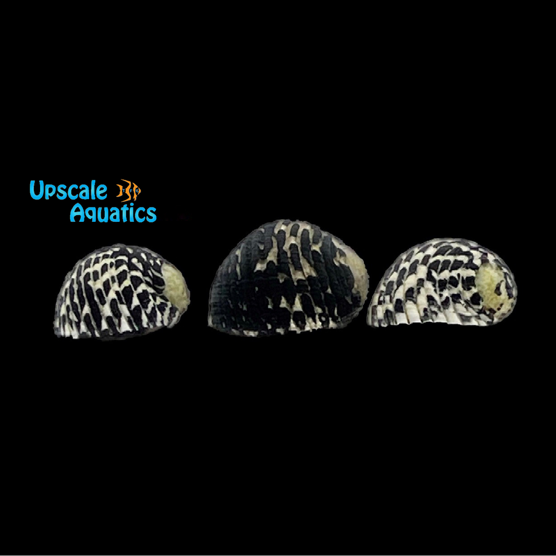 Checkered Nerite Snail (Nerita tessellata)