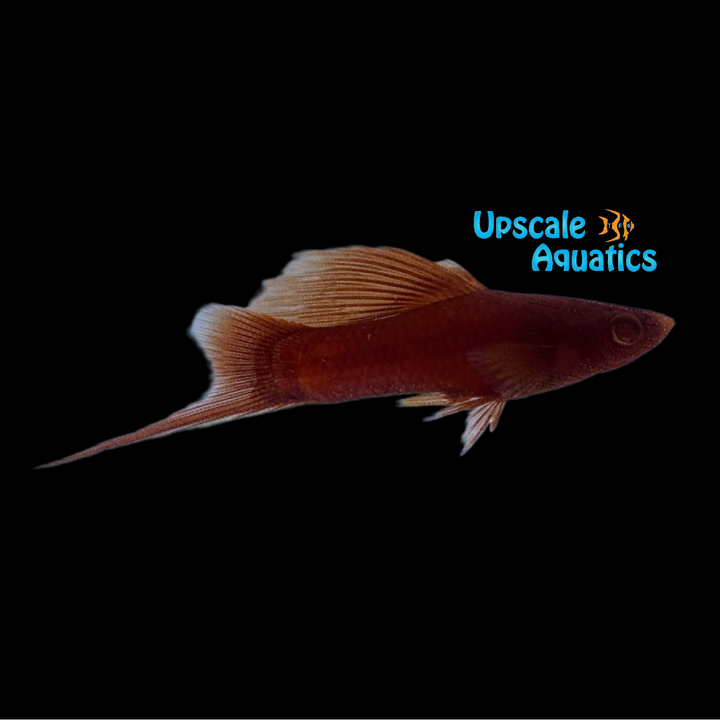 Albino Highfin Blood Red Swordtail (Xiphophorus helleri)
