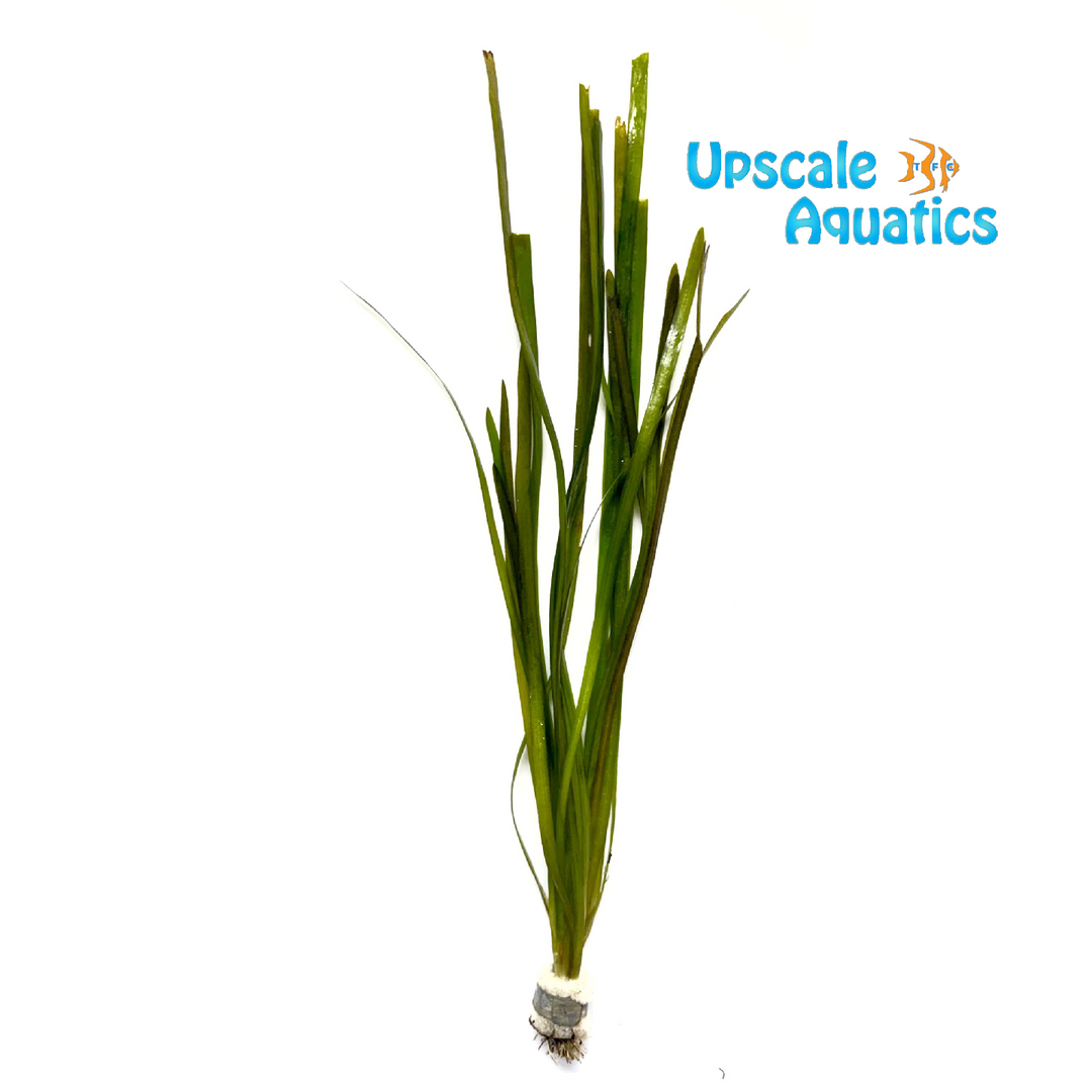 Jungle Val (Vallisneria americana)