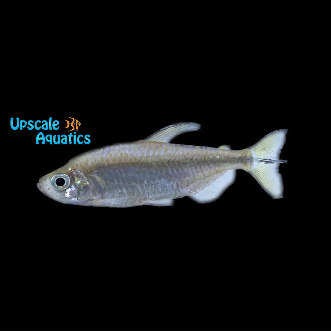 Yellow Congo Tetra (Alestopetersius caudalis)