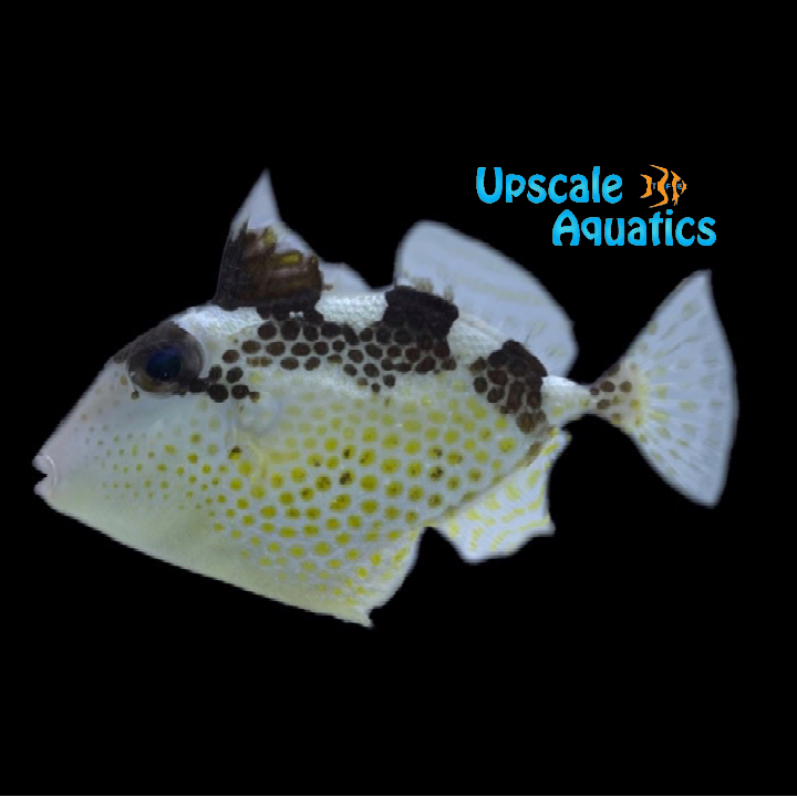 Starry Trigger (Abalistes stellaris)