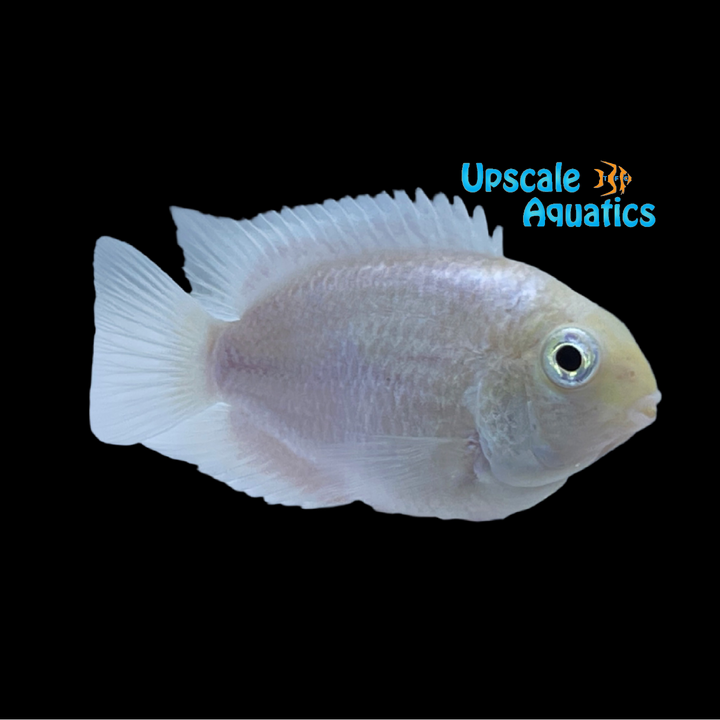 Snow White Parrot Convict Cichlid (Cryptoheros sp.)