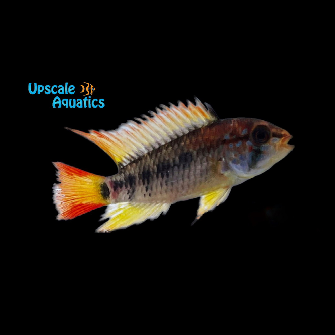 Red Neck Apisto. Macmasteri (Apistogramma macmasteri 'red neck')