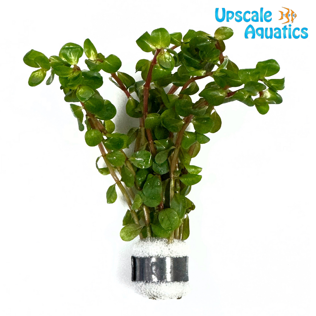 Wayanad Rotala (Rotala rotundifolia wayanad)
