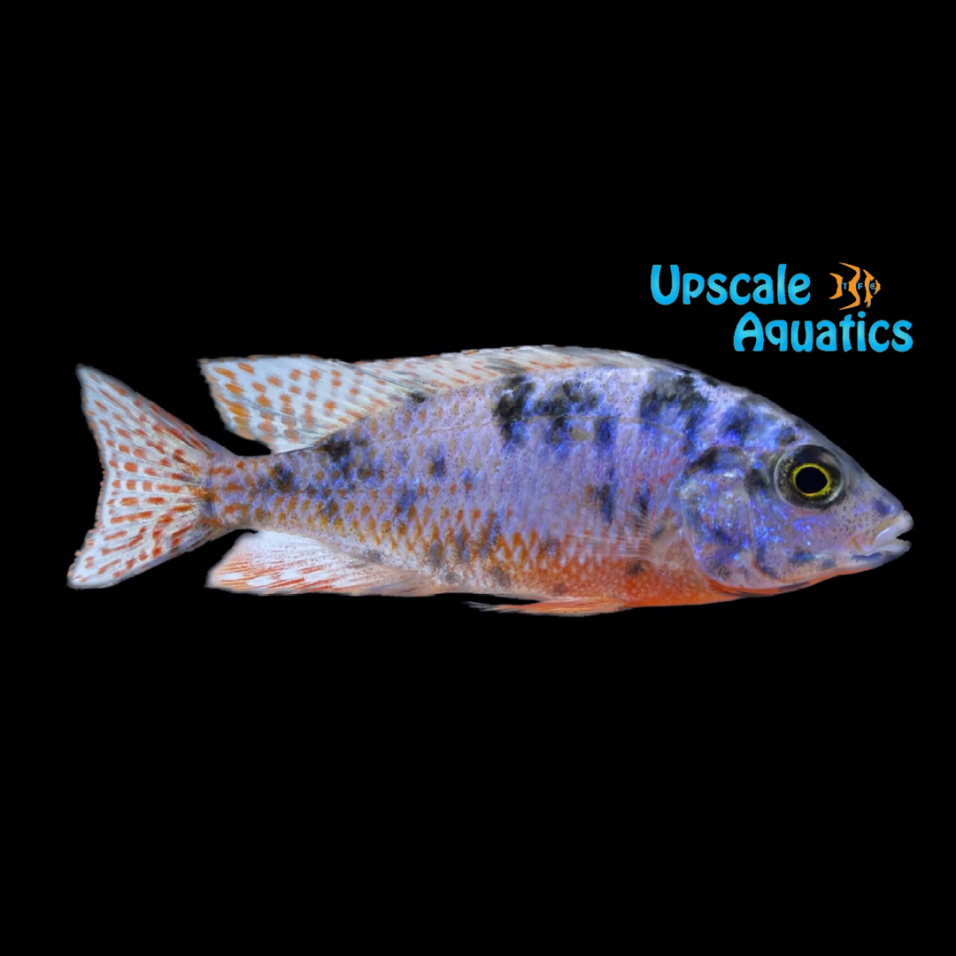 OB Red Empress Cichlid (Protomelas taeniolatus ob)