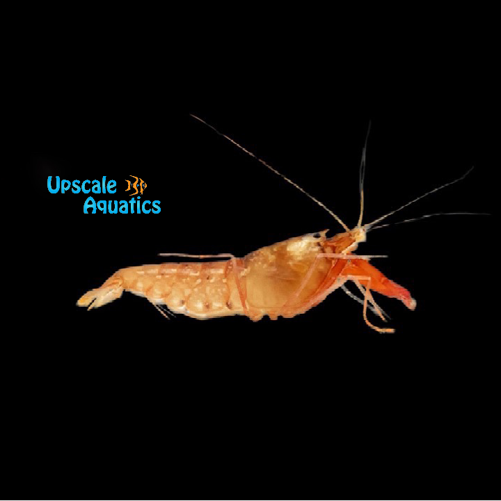 Bali Pistol Shrimp (Alpheus bisincisus)