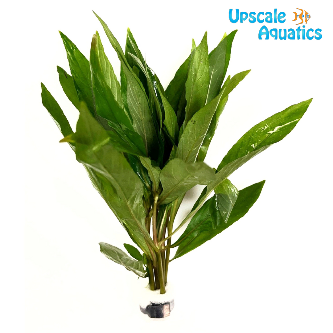 Hygrophila Salicifolia
