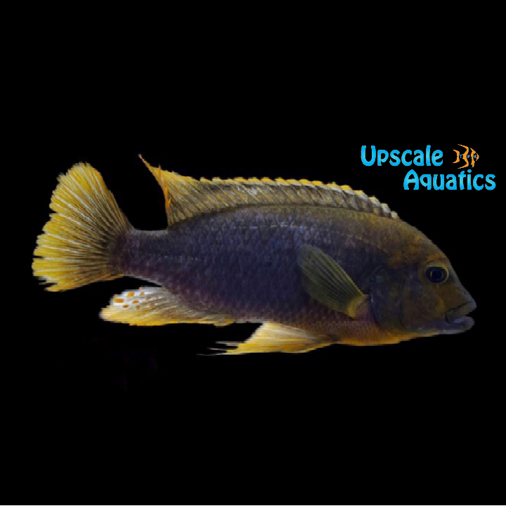 Rusty Cichlid (Iodotropheus sprengerae)