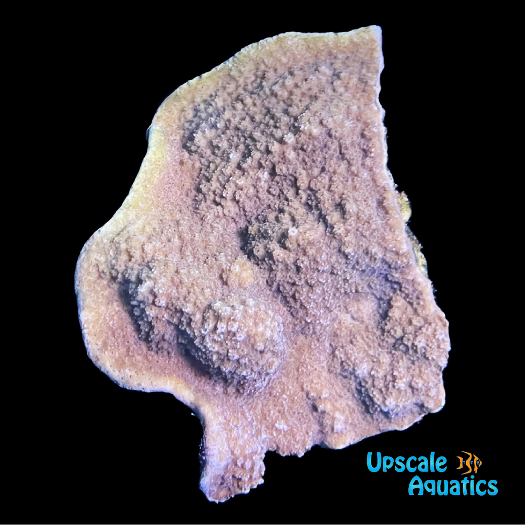 Yellow with Blue Polyp Encrusting Montipora Coral (Montipora sp.)