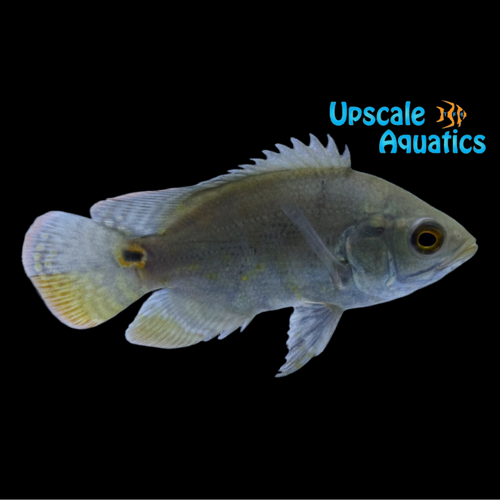 Wild Oscar - Rio Caqueta (Astronotus ocellatus)