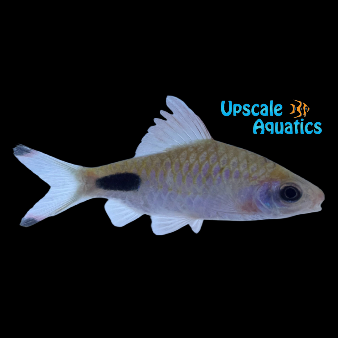 Indian Apsara Barb (Dawkinsia apsara)