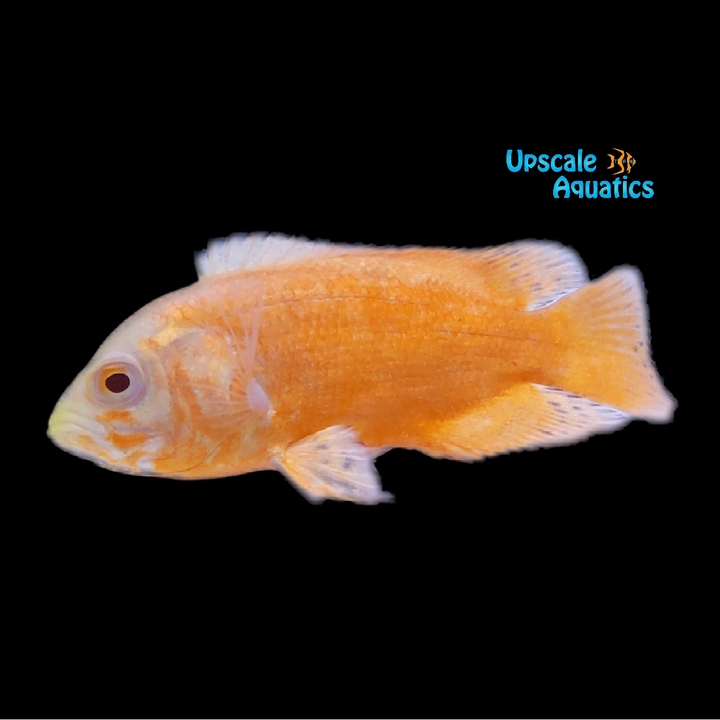 Albino Red Oscar (Astronotus ocellatus)