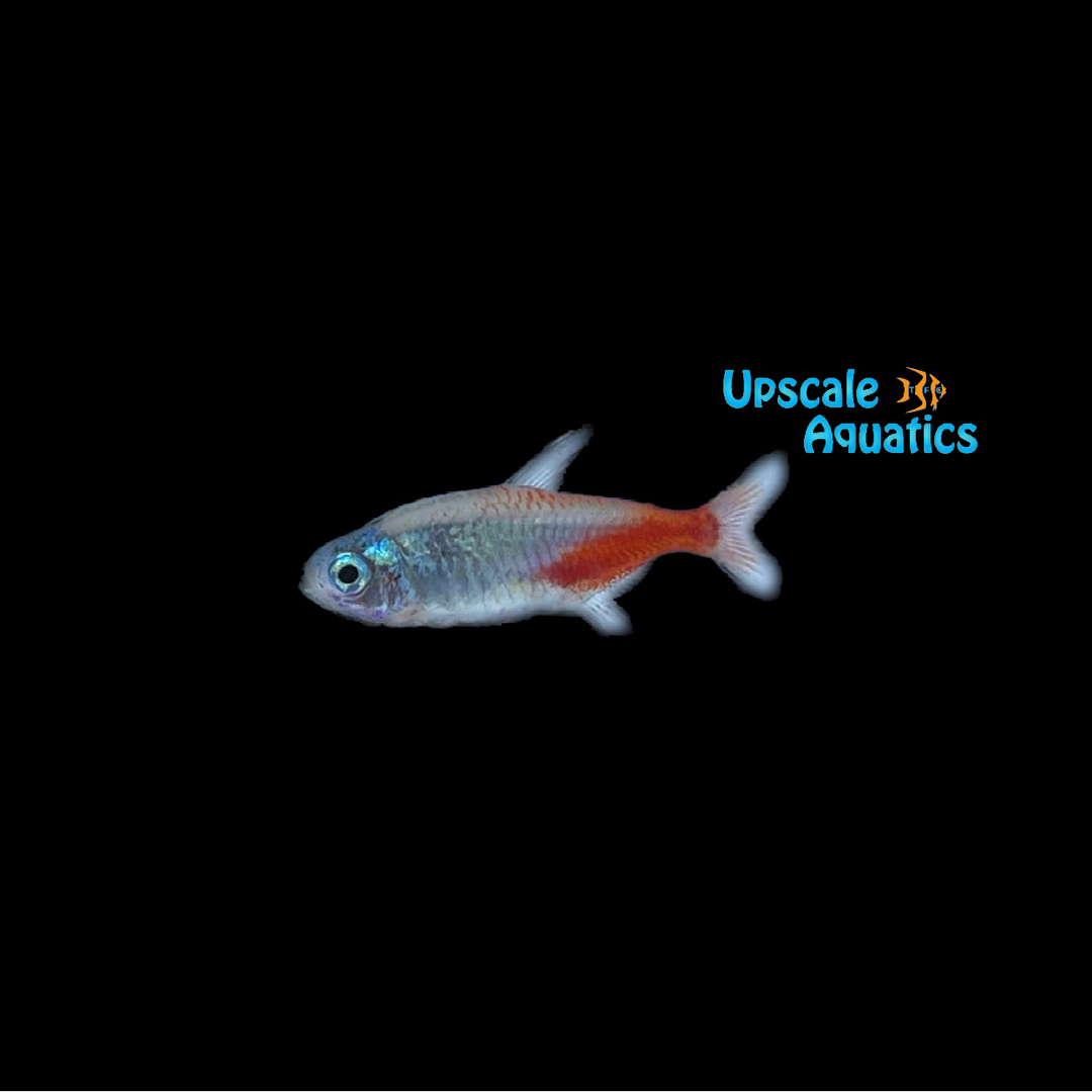 Diamond Head Neon Tetra (Paracheirodon innesi diamond)