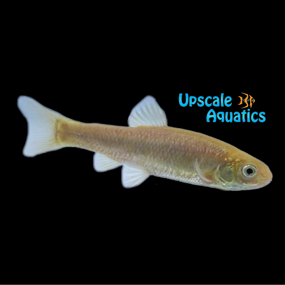 Rosy Red Minnow Feeder (Pimephales promelas)