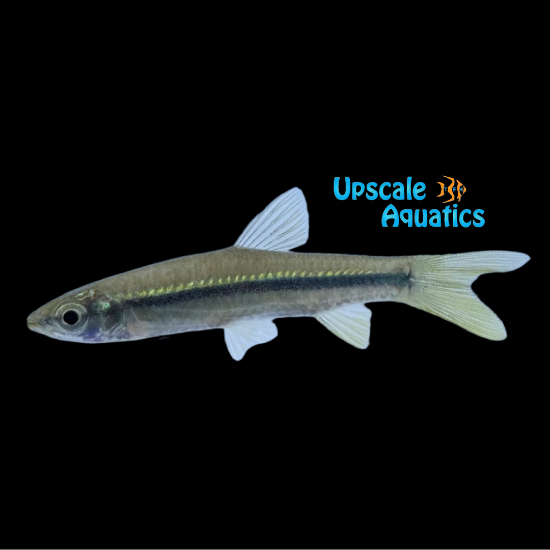 Greenline Rasbora (Rasbora daniconius)