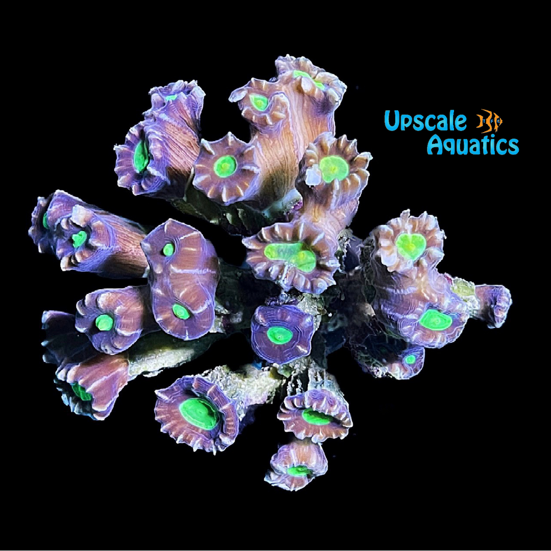 Candy Cane Coral (Caulastrea sp.)