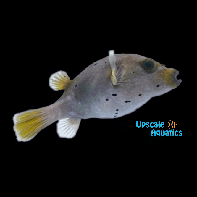 Dogface Puffer (Arothron nigropunctatus)