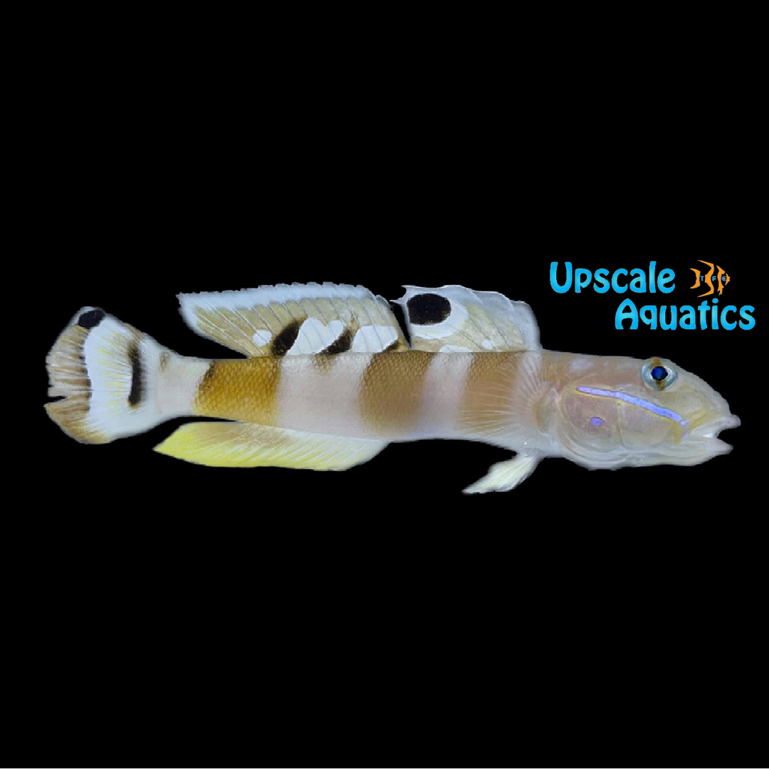 Tiger Wardi Goby (Valencienna wardii)
