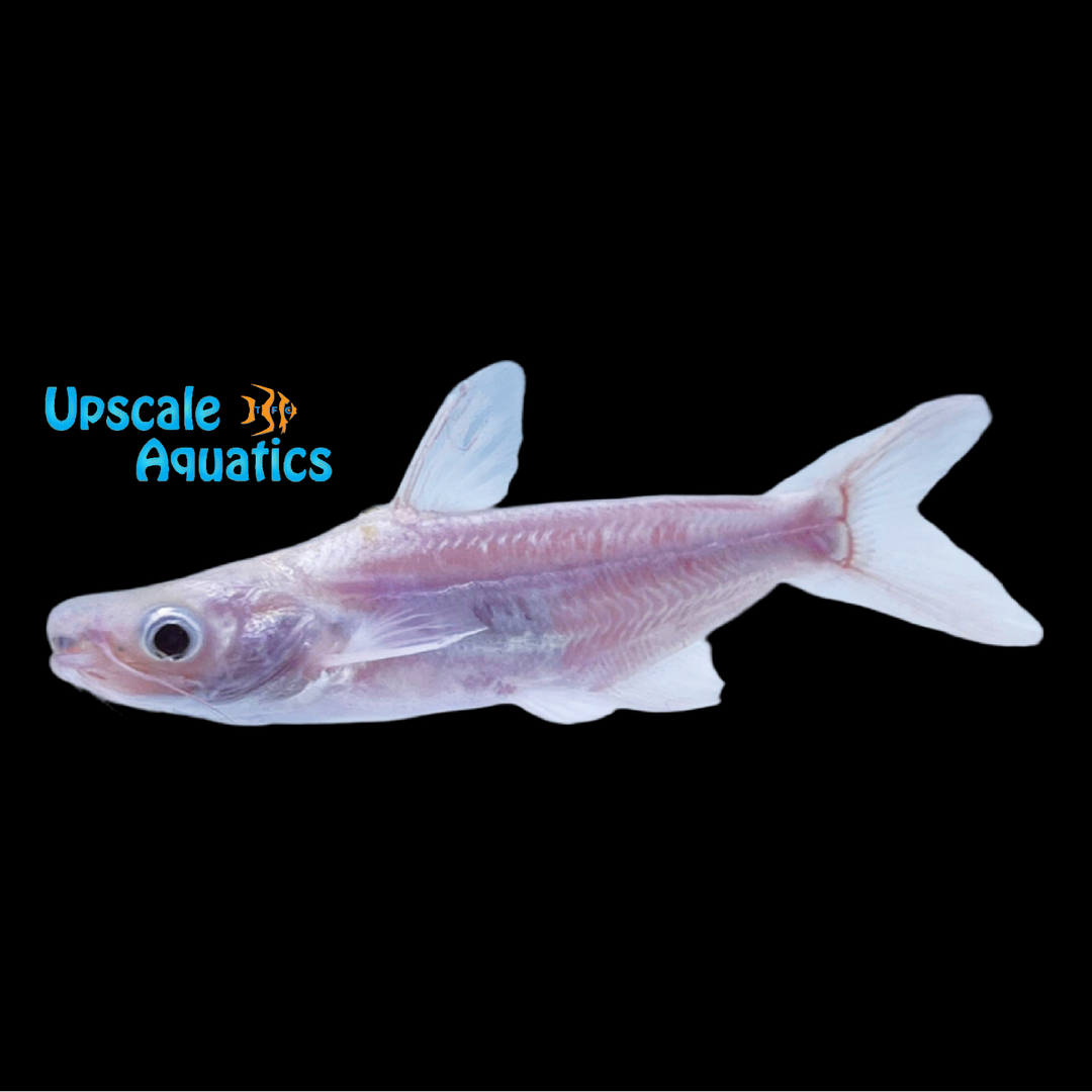 Platinum Iridescent Shark (Pangasianodon hypophthalmus)