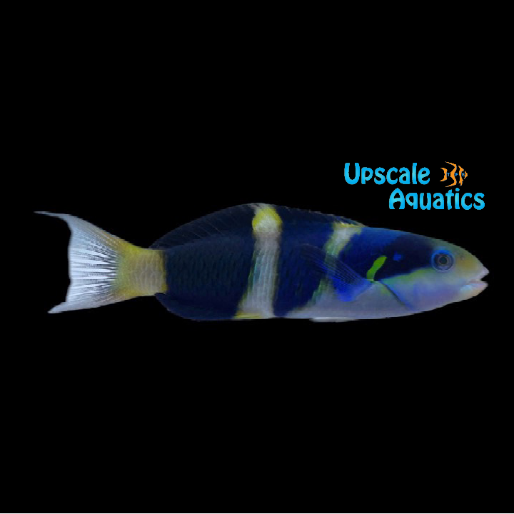 Jansen's Wrasse (Thalassoma jansenii)