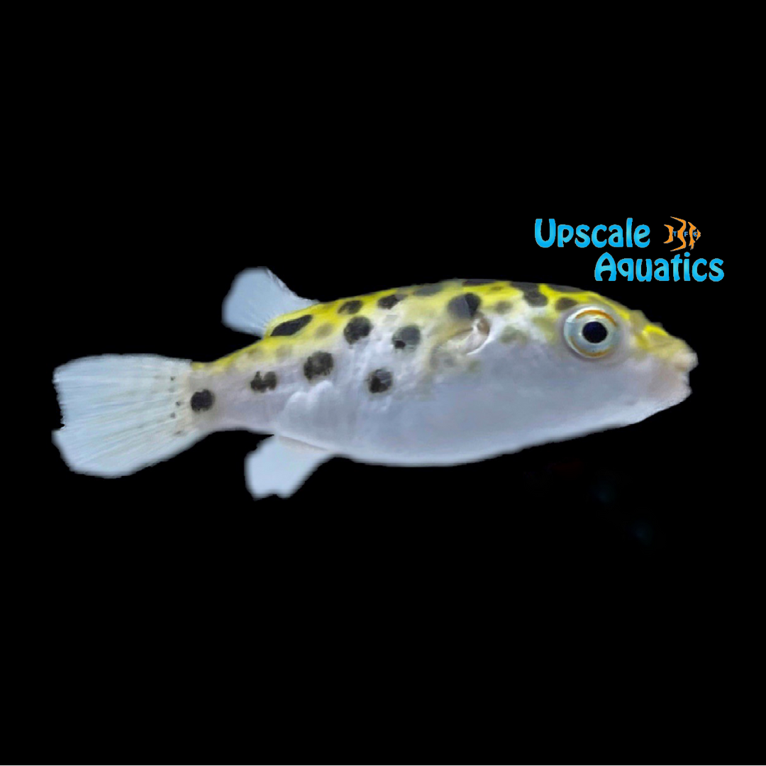 Leopard Puffer (Tetraodon nigroviridis)