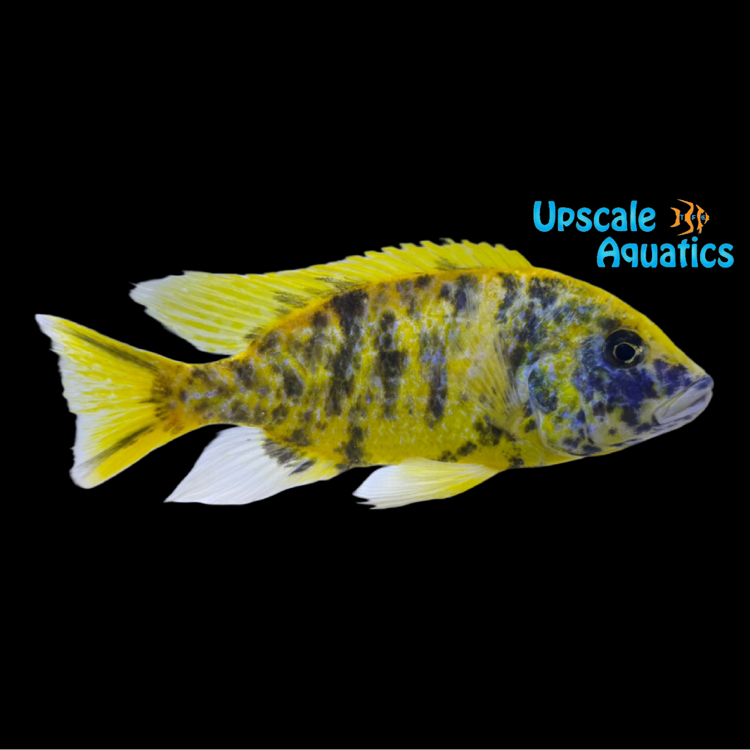 OB Venustus Cichlid (Nimbochromis venustus)