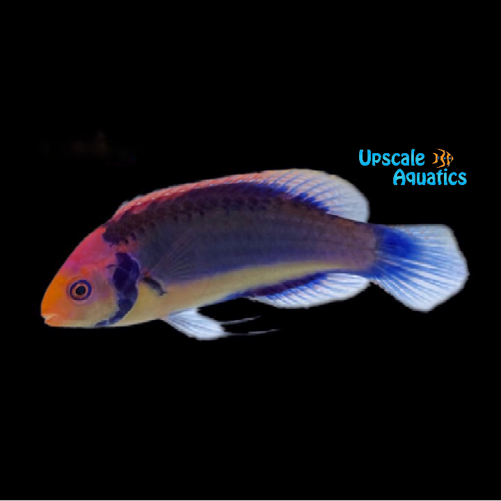 Clown Fairy Wrasse (Cirrhilabrus solorensis)