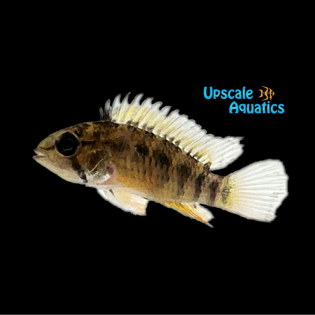 Apistogramma Macmasteri 'Tame'
