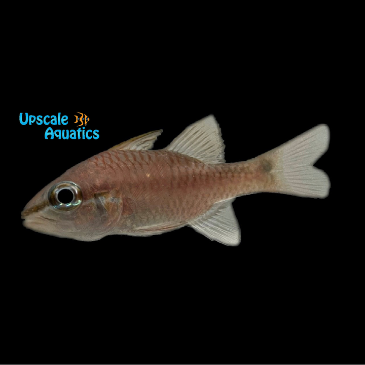 Bridled Cardinalfish (Apogon fraenatus)