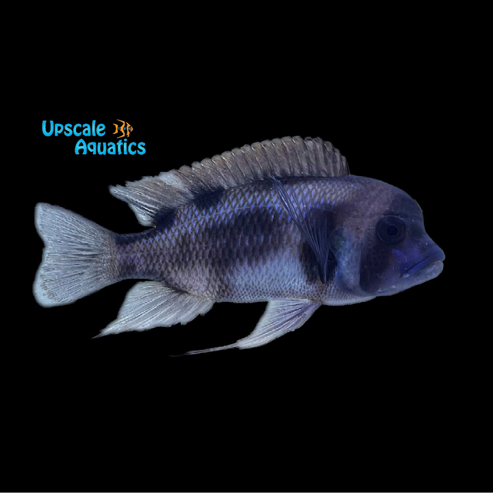 Black Widow Frontosa (Cyphotilapia frontosa 'black widow')