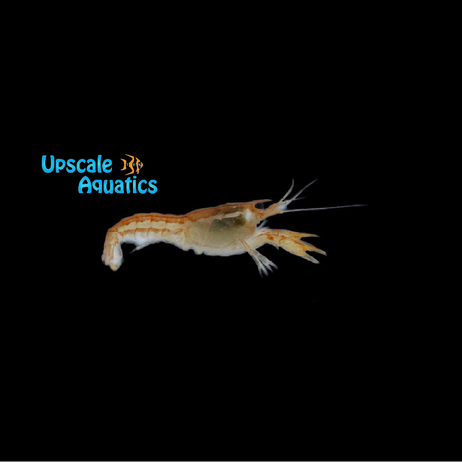 Dwarf Orange Mexican Lobster (Cambarellus patzcuarensis)