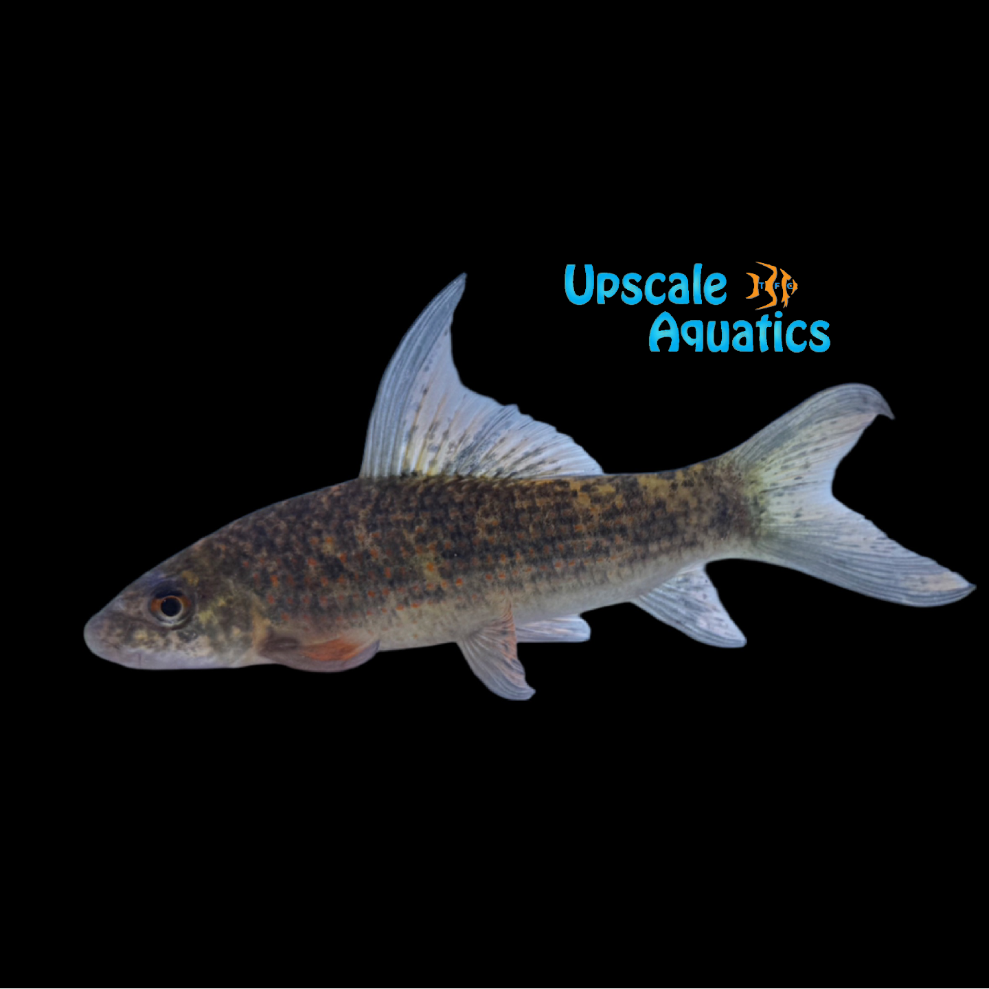 Harlequin Variegated Shark Labeo Cyclorhynchus Upscale Aquatics harlequin-variegated-shark-labeo-cyclorhynchus-upscale-aquatics