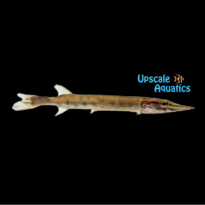 Spotted Muskie (Esox masquinongy)
