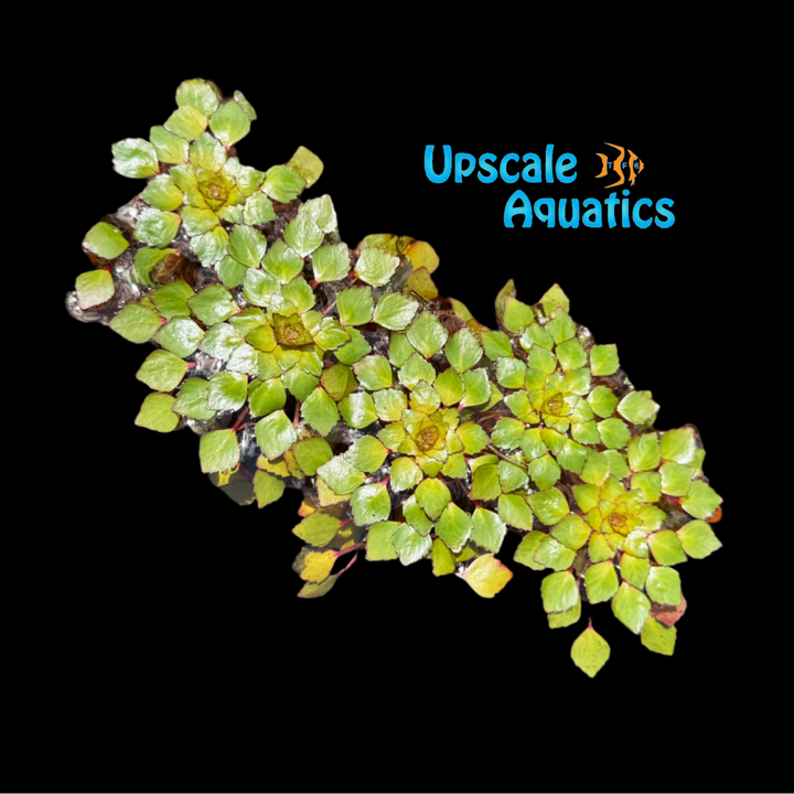 Mosaic Floating Plant (Ludwigia sedioides)