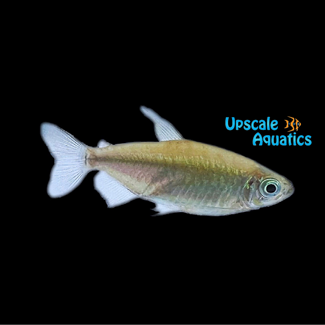 Golden Congo Tetra (Phenacogrammus interruptus gold)