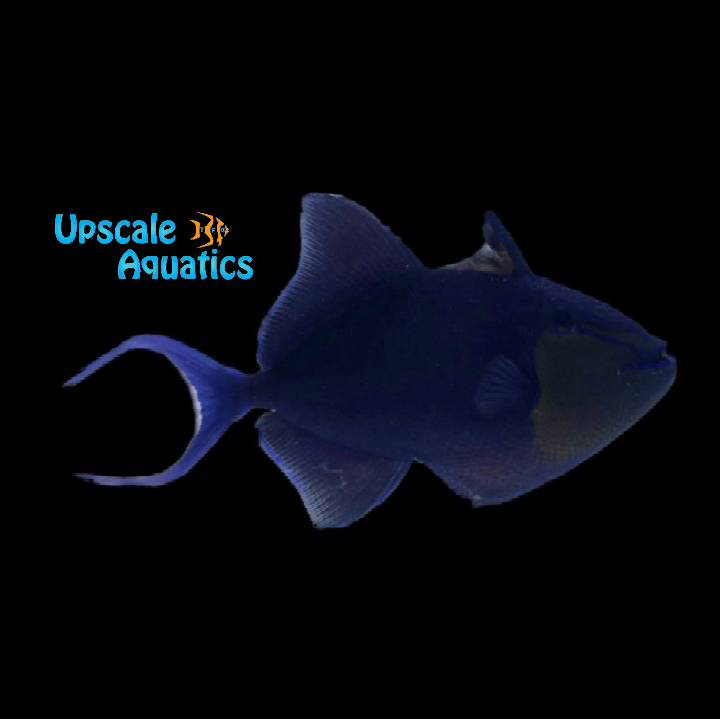 Niger Trigger (Odonus niger)