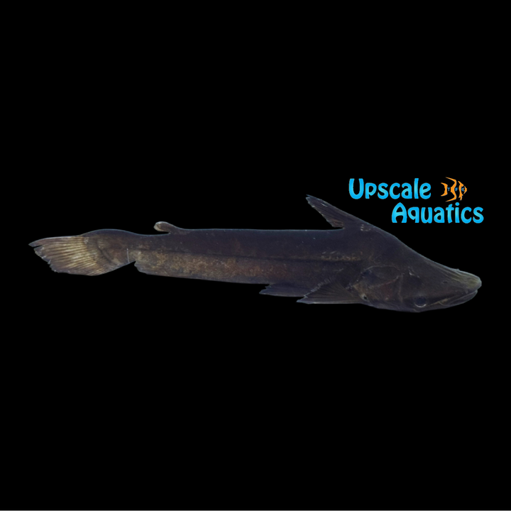 Wallace's Shoehead Catfish (Tetranematichthys wallacei)