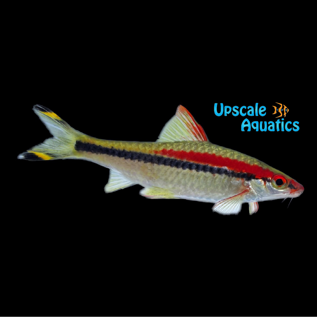 Roseline Shark (Sahyadria denisonii)