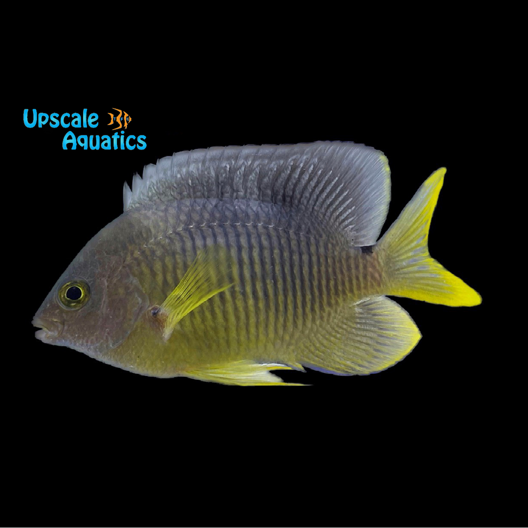 Cocoa Damsel (Stegastes variabilis)