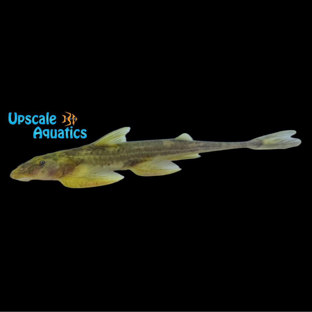 African Lizard Loach (Doumea typica)