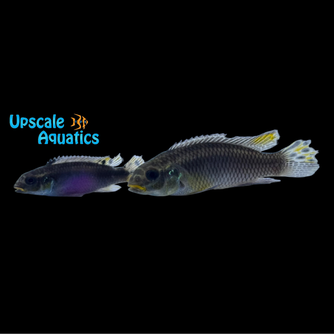 Kribensis Cichlid 'Njanje' (Pelvicachromis taeniatus 'Njanje')