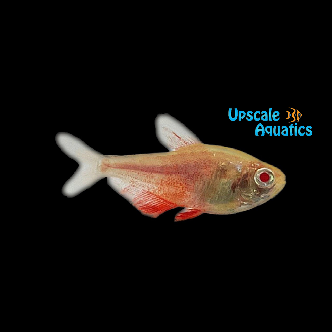 Albino White Fin Flame Tetra (Hyphessobrycon flammeus 'White Fin' albino)