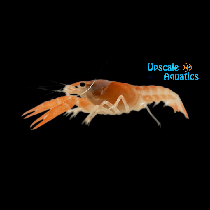 Creamsicle Ghost Lobster (Procambarus clarkii var. ghost)
