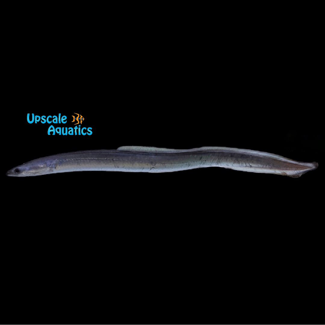 American Eel (Anguilla rostrata)