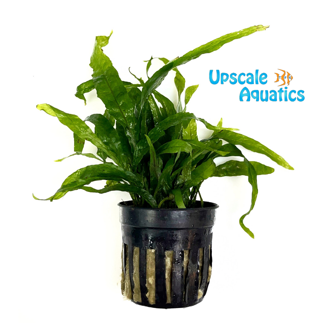 Mini Narrow Java Fern (Microsorum pteropus narrow mini)