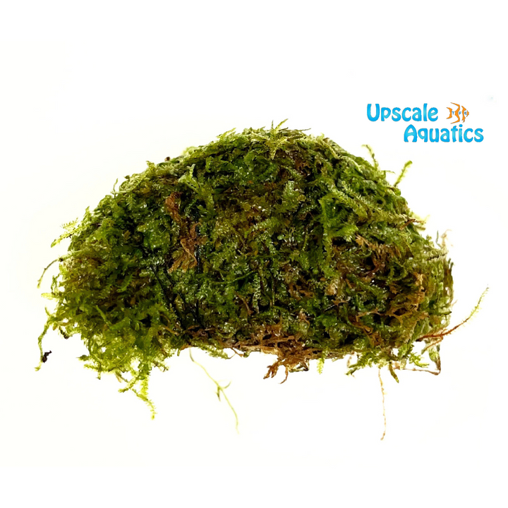 Christmas Moss (Vesicularia montagnei)
